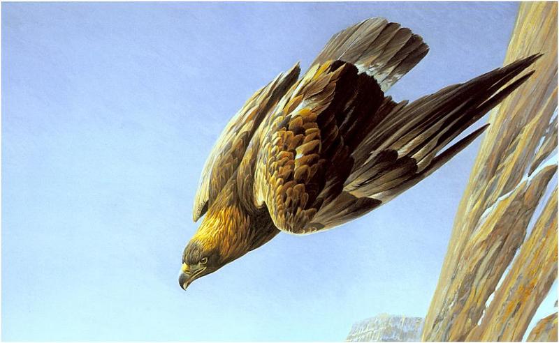 [Animal Art - Robert Bateman] Golden Eagle (Aquila chrysaetos){!--검독수리-->; DISPLAY FULL IMAGE.