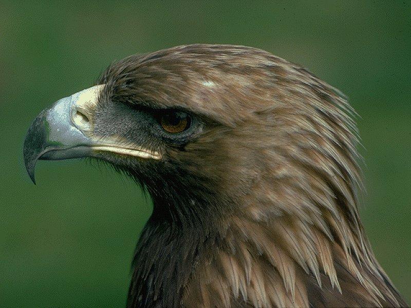 Golden Eagle (Aquila chrysaetos){!--검독수리-->; DISPLAY FULL IMAGE.