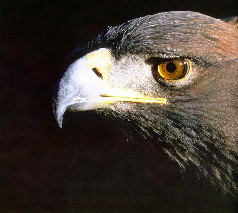 Golden Eagle (Aquila chrysaetos){!--검독수리-->; DISPLAY FULL IMAGE.