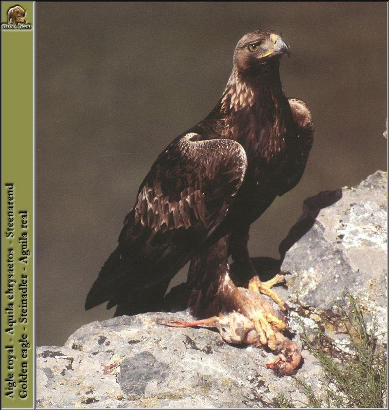 Golden Eagle (Aquila chrysaetos){!--검독수리-->; DISPLAY FULL IMAGE.