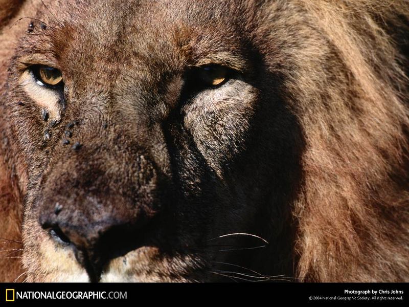 [National Geographic] Male African Lion (아프리카 숫사자); DISPLAY FULL IMAGE.