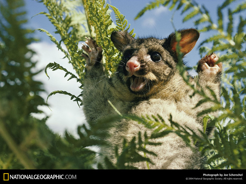 [National Geographic] Silver-Gray Brushtail Possum (주머니여우); DISPLAY FULL IMAGE.