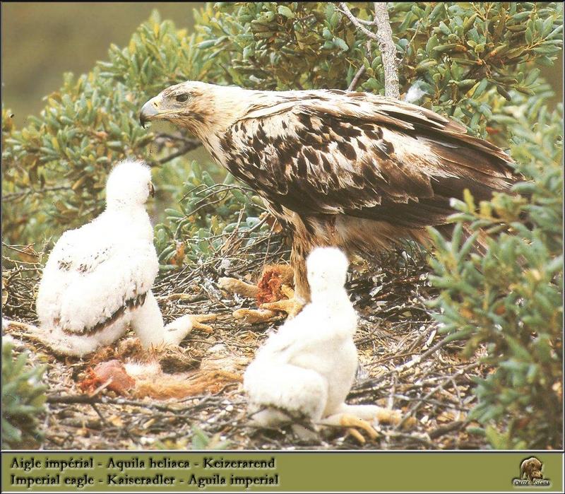 Eastern Imperial Eagle and chicks on nest (Aquila heliaca) {!--흰죽지수리-->; DISPLAY FULL IMAGE.