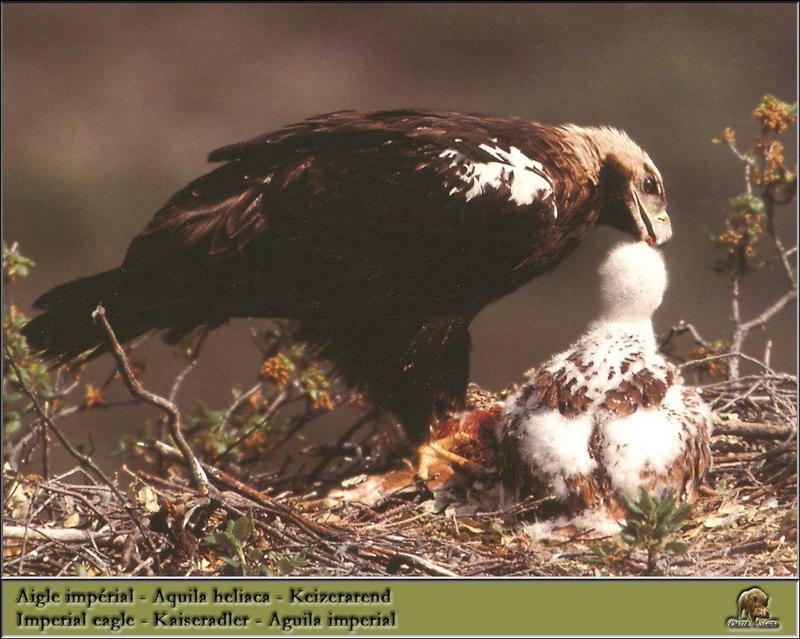 Eastern Imperial Eagle and chick on nest (Aquila heliaca) {!--흰죽지수리-->; DISPLAY FULL IMAGE.
