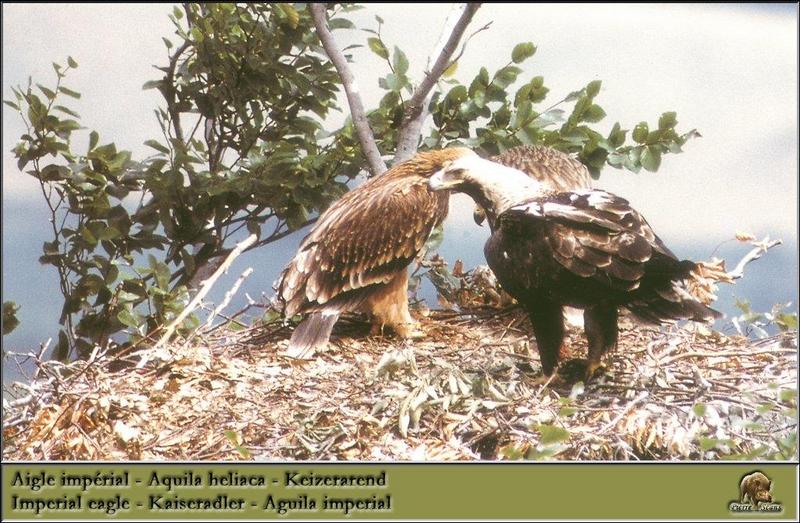 Eastern Imperial Eagle family (Aquila heliaca) {!--흰죽지수리-->; DISPLAY FULL IMAGE.