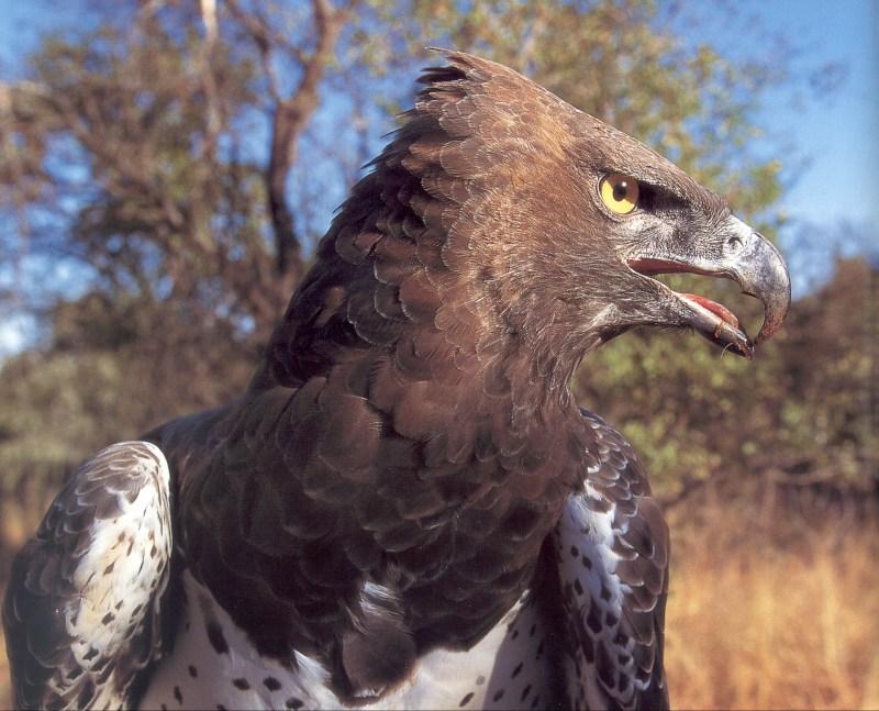 Martial Eagle (Polemaetus bellicosus){!--장군수리(아프리카 남부)-->; DISPLAY FULL IMAGE.
