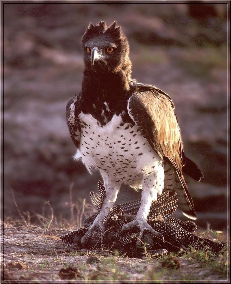 Martial Eagle (Polemaetus bellicosus){!--장군수리(아프리카 남부)-->; DISPLAY FULL IMAGE.