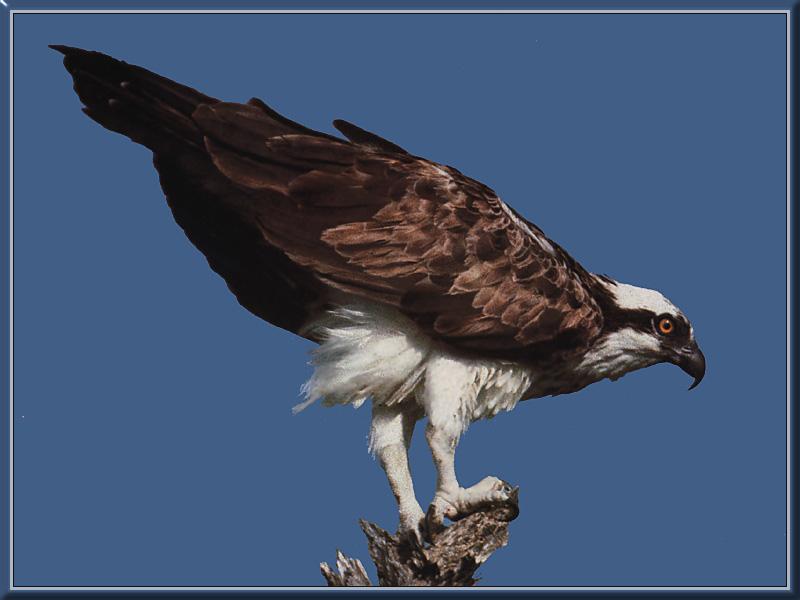 Osprey (Pandion haliaetus){!--물수리-->; DISPLAY FULL IMAGE.