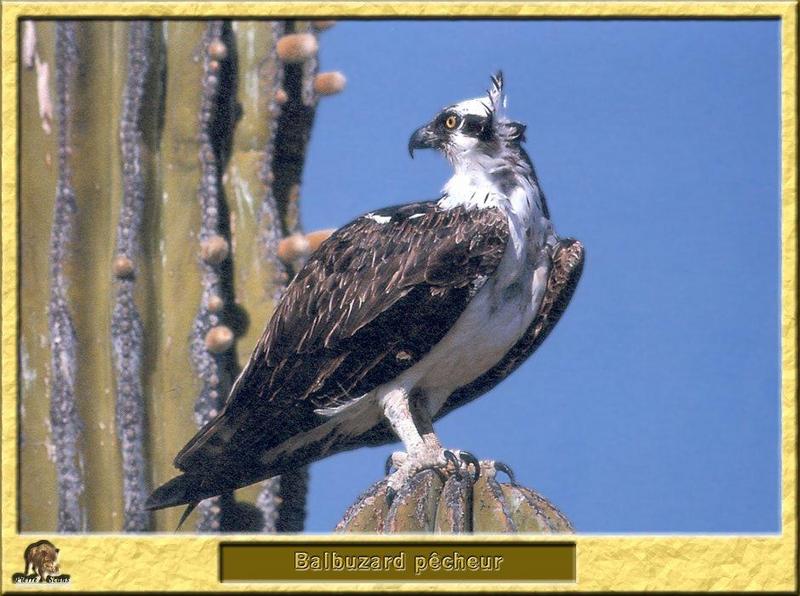 Osprey (Pandion haliaetus) {!--물수리-->; DISPLAY FULL IMAGE.