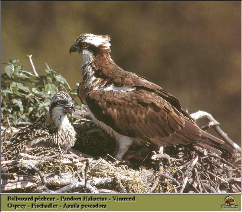 Osprey and chick on nest (Pandion haliaetus) {!--물수리-->; DISPLAY FULL IMAGE.