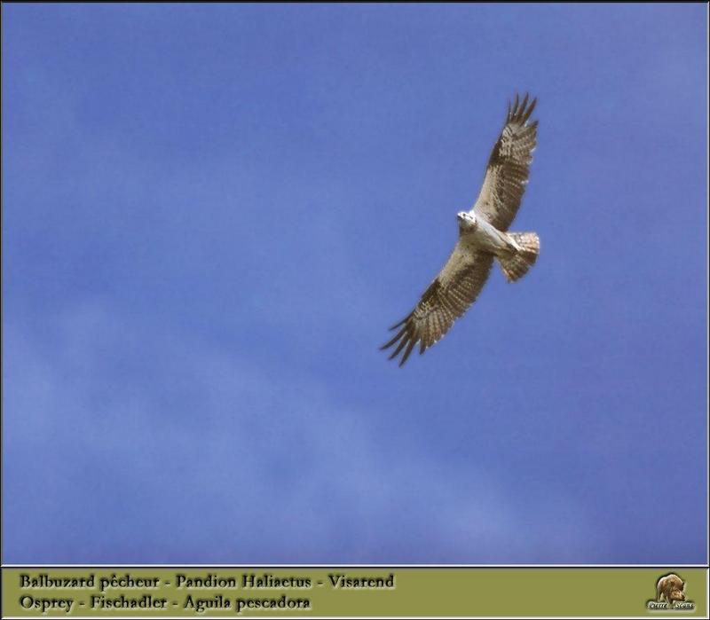 Osprey in flight (Pandion haliaetus) {!--물수리-->; DISPLAY FULL IMAGE.