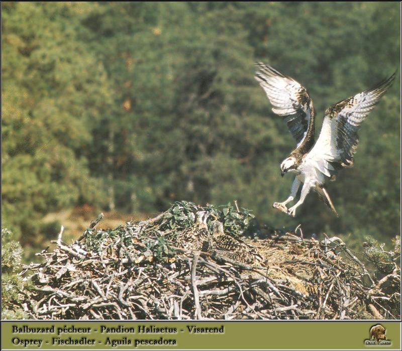 Osprey nest (Pandion haliaetus) {!--물수리-->; DISPLAY FULL IMAGE.