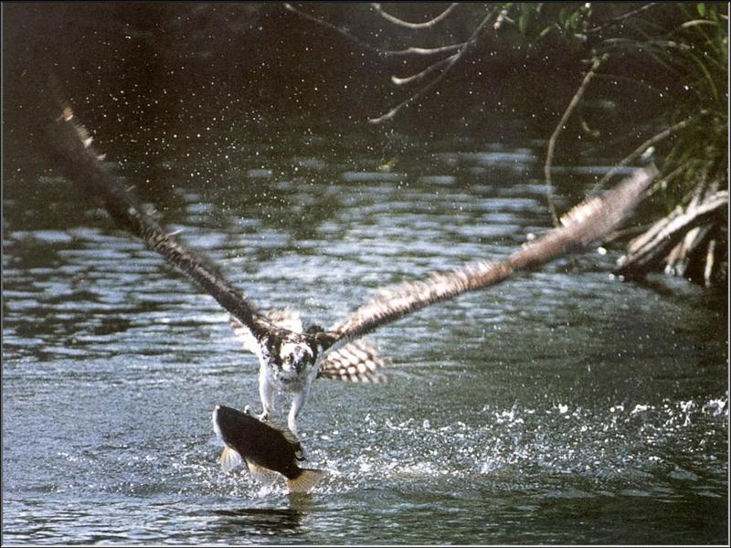 Osprey hunting (Pandion haliaetus) {!--물수리-->; DISPLAY FULL IMAGE.