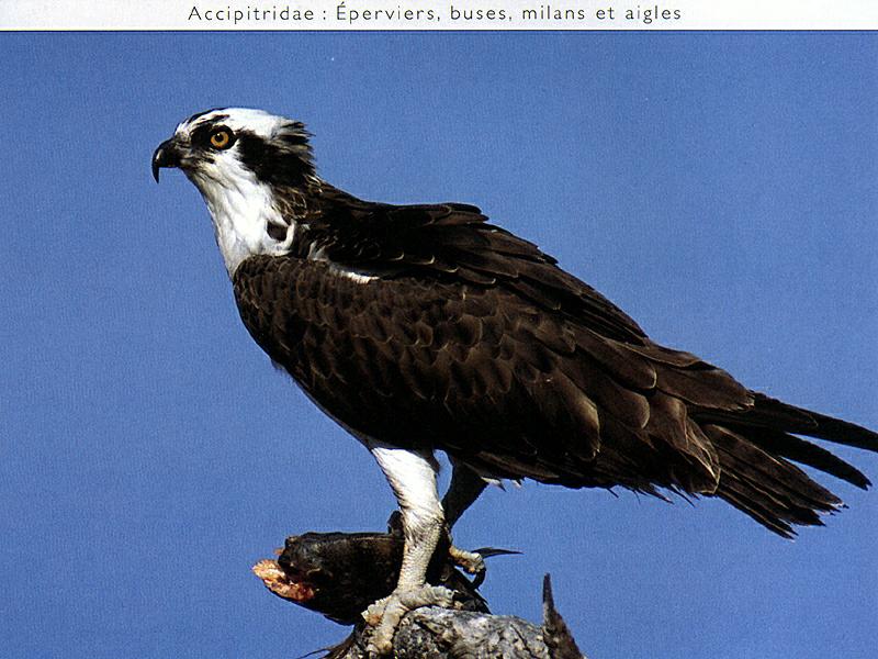 Osprey (Pandion haliaetus) {!--물수리-->; DISPLAY FULL IMAGE.
