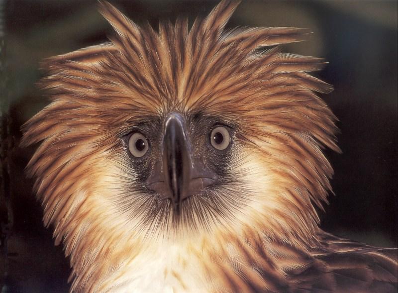Philippine Eagle (Pithecophaga jefferyi) {!--필리핀수리(원숭이잡이독수리)-->; DISPLAY FULL IMAGE.