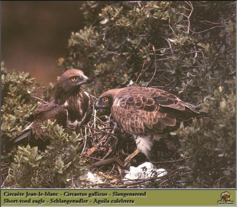 Short-toed Snake-Eagle pair on nest (Circaetus gallicus) {!--민발톱뱀수리-->; DISPLAY FULL IMAGE.