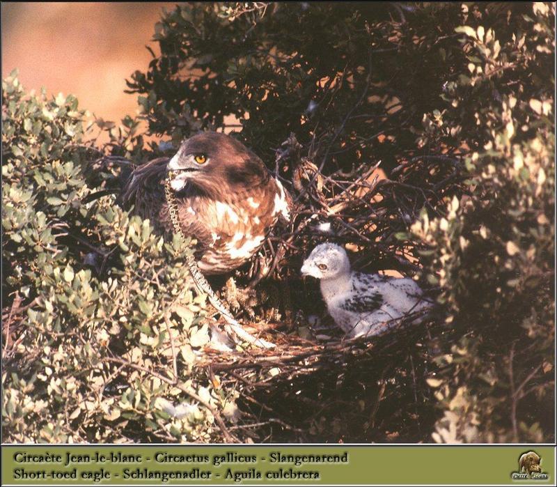 Short-toed Snake-Eagle and chick on nest (Circaetus gallicus) {!--민발톱뱀수리-->; DISPLAY FULL IMAGE.