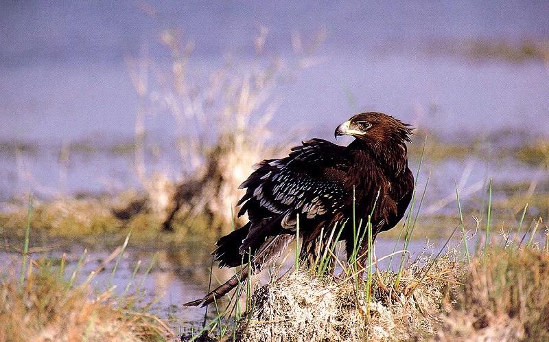 Greater Spotted Eagle (Aquila clanga) {!--항라머리검독수리-->; DISPLAY FULL IMAGE.