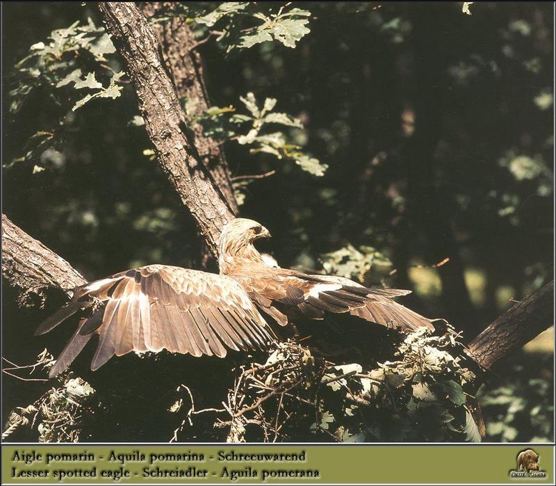 Lesser Spotted Eagle (Aquila pomarina) {!--포메른검독수리-->; DISPLAY FULL IMAGE.