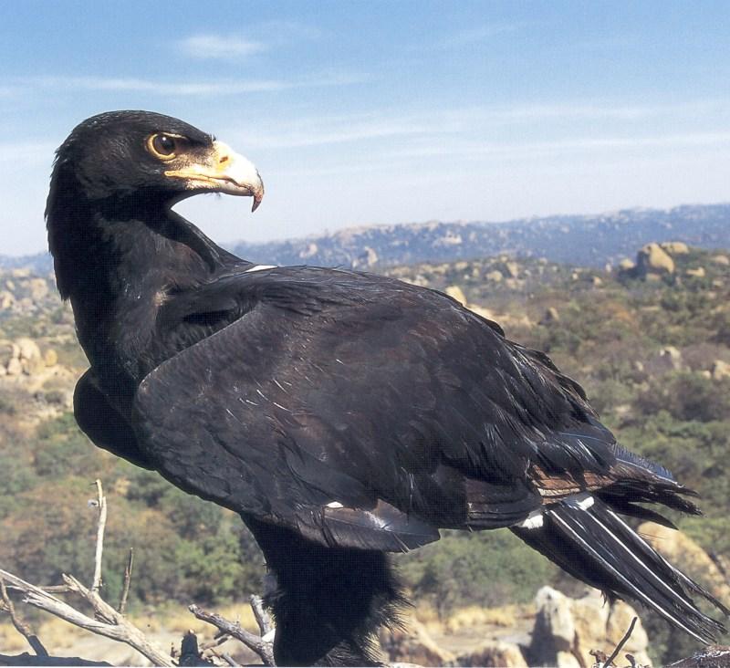 Verreaux's Eagle (Aquila verreauxii) {!--베로검독수리-->; DISPLAY FULL IMAGE.