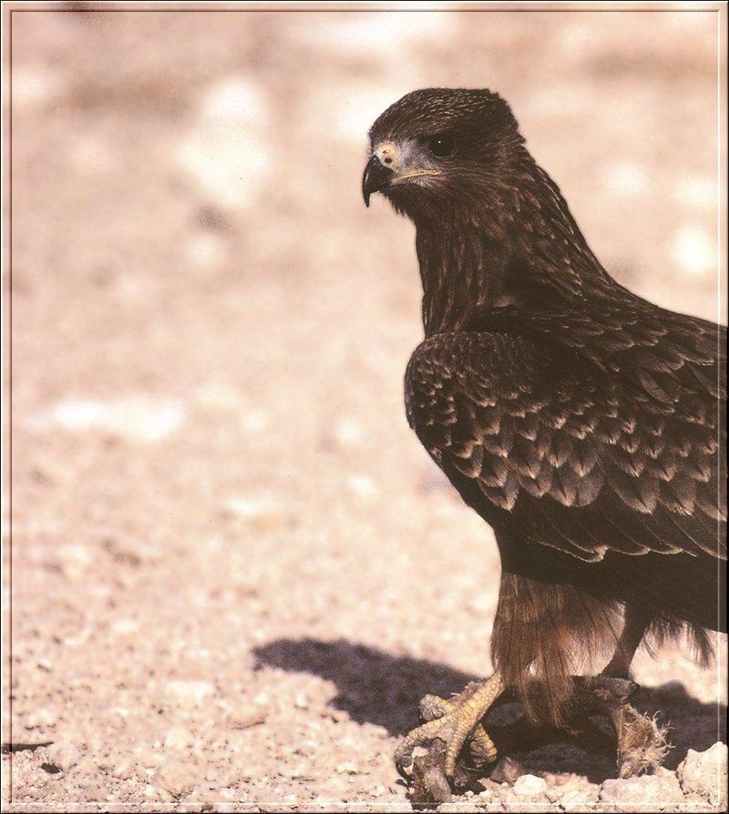 Wahlberg's Eagle (Aquila wahlbergi) {!--왈버그수리(아프리카)-->; DISPLAY FULL IMAGE.