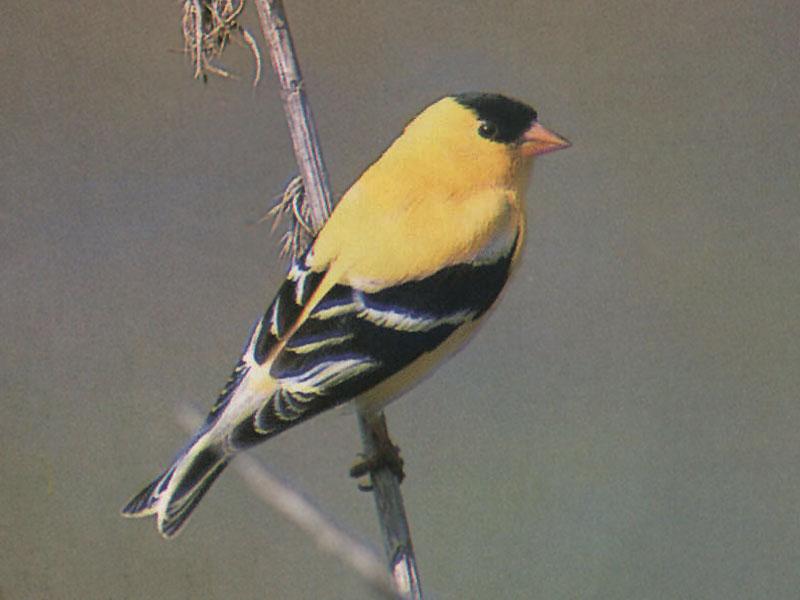 American Goldfinch (Carduelis tristis) {!--금방울새-->; DISPLAY FULL IMAGE.
