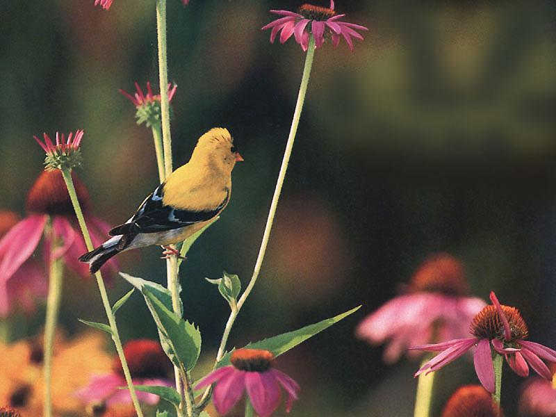 American Goldfinch (Carduelis tristis) {!--금방울새-->; DISPLAY FULL IMAGE.