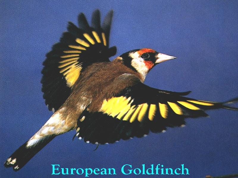 European Goldfinch (Carduelis carduelis) {!--오색방울새-->; DISPLAY FULL IMAGE.