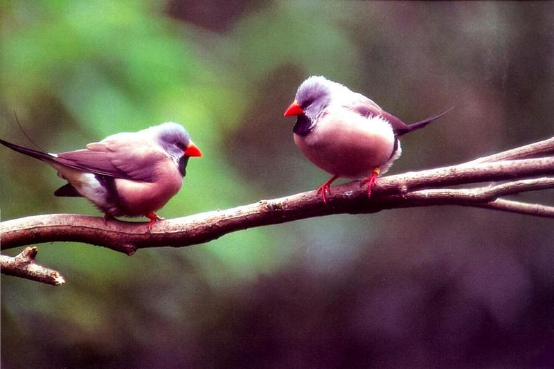 Long-tailed Finch (Poephila acuticauda) {!--긴꼬리금정조(---錦靜鳥)-->; DISPLAY FULL IMAGE.