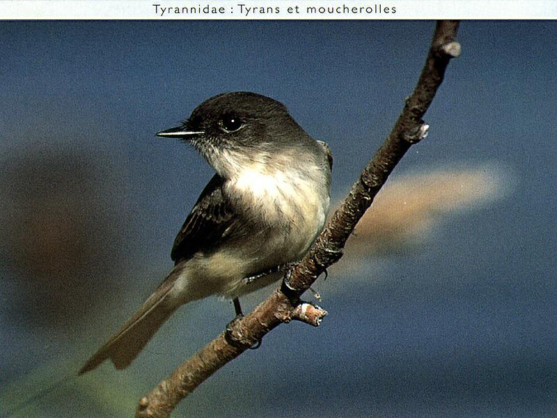Tyrant Flycatcher (Tyrannidae) {!--아메리카산적딱새류-->; DISPLAY FULL IMAGE.