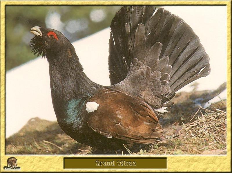 Western Capercaillie (Tetrao urogallus) {!--큰뇌조(雷鳥)-->; DISPLAY FULL IMAGE.