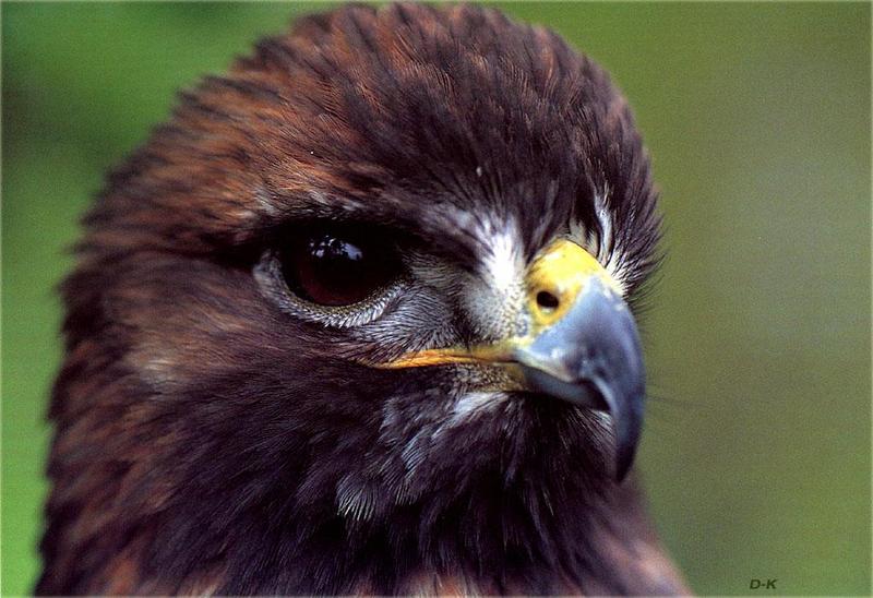 Hawk (Accipitridae) {!--수리과 매류-->; DISPLAY FULL IMAGE.