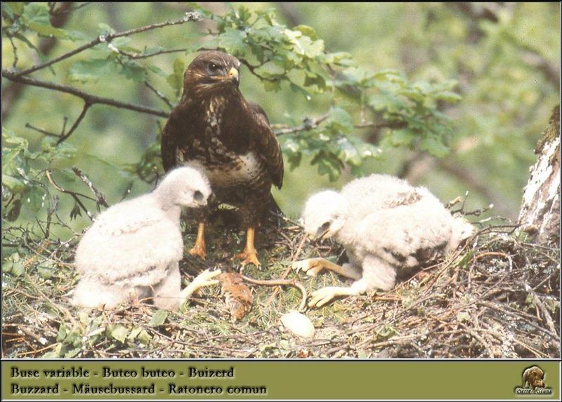 Common Buzzard and hatchling on nest (Buteo buteo) {!--말똥가리-->; DISPLAY FULL IMAGE.
