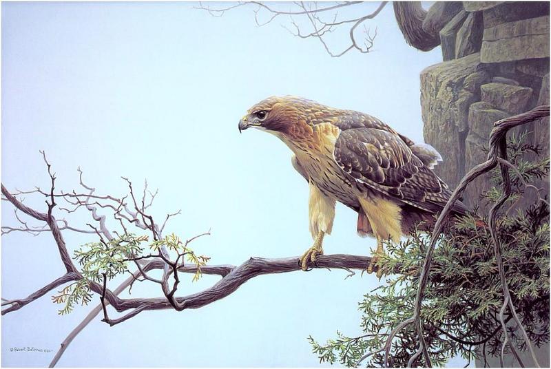 [Animal Art - Robert Bateman] Red-tailed Hawk (Buteo jamaicensis) {!--붉은꼬리매-->; DISPLAY FULL IMAGE.
