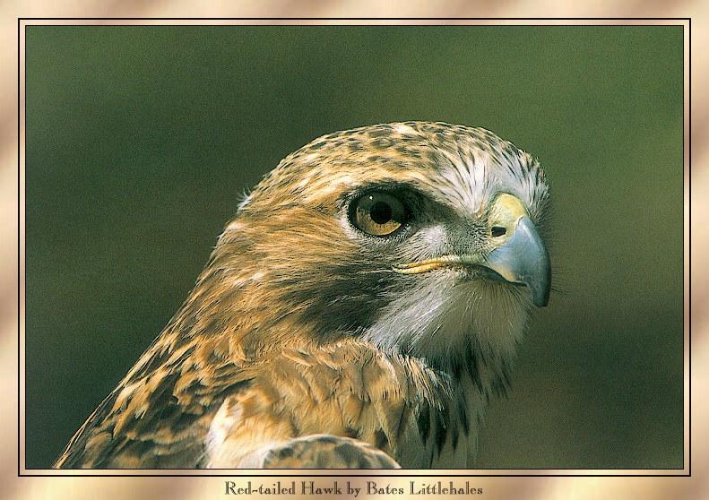 Red-tailed Hawk (Buteo jamaicensis) {!--붉은꼬리매-->; DISPLAY FULL IMAGE.