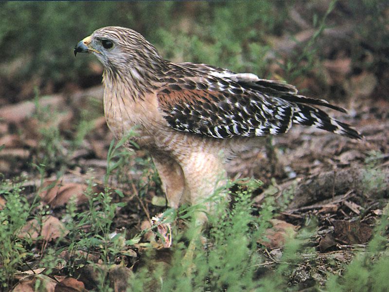 Red-shouldered Hawk (Buteo lineatus) {!--붉은죽지매-->; DISPLAY FULL IMAGE.