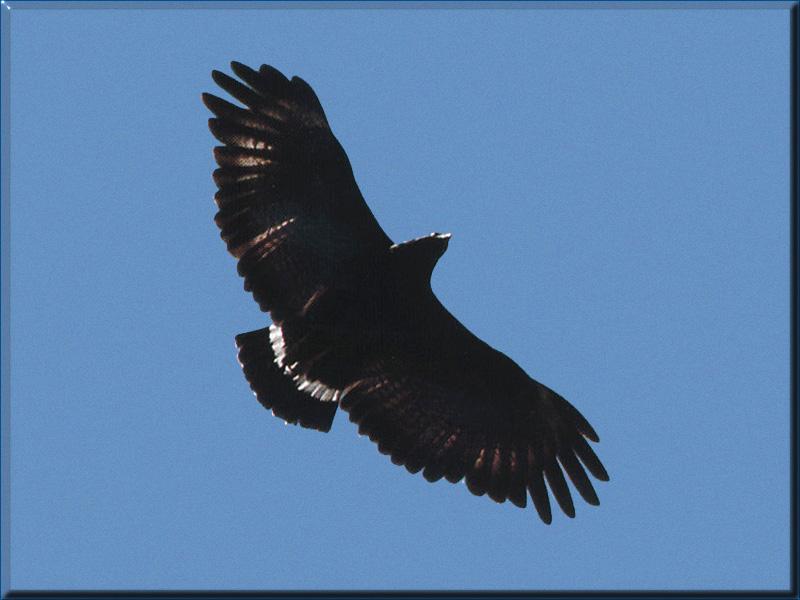Common Black-Hawk (Buteogallus anthracinus) {!--검정매-->; DISPLAY FULL IMAGE.