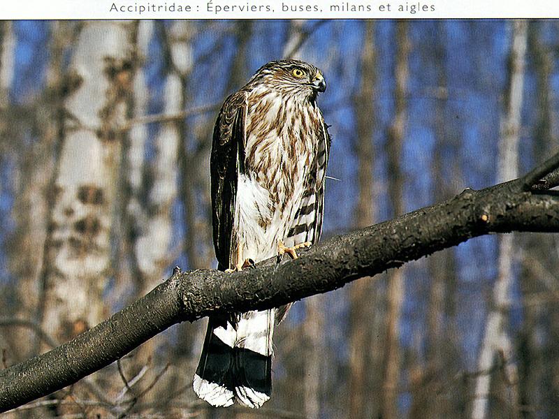 Cooper's Hawk (Accipiter cooperii) {!--닭매-->; DISPLAY FULL IMAGE.