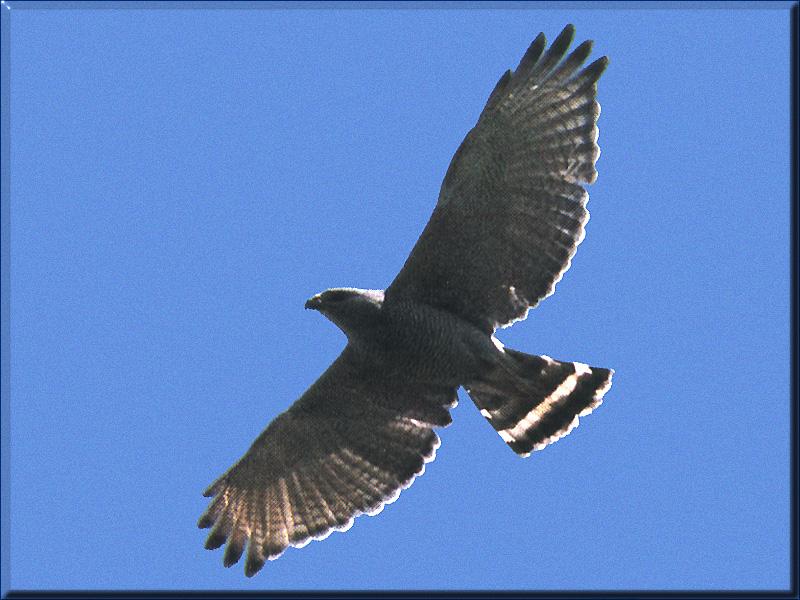 Gray Hawk (Asturina nitida) {!--아메리카청말똥가리-->; DISPLAY FULL IMAGE.