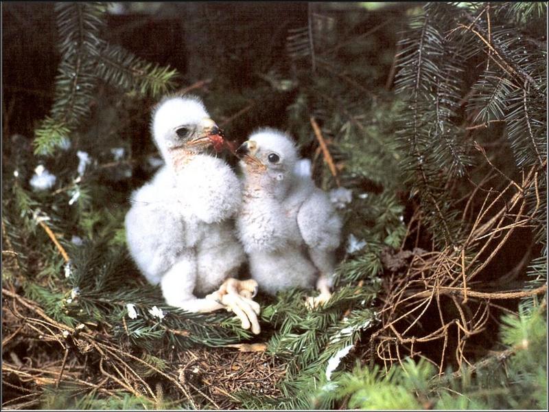Northern Goshawk chicks (Accipiter gentilis) {!--참매-->; DISPLAY FULL IMAGE.