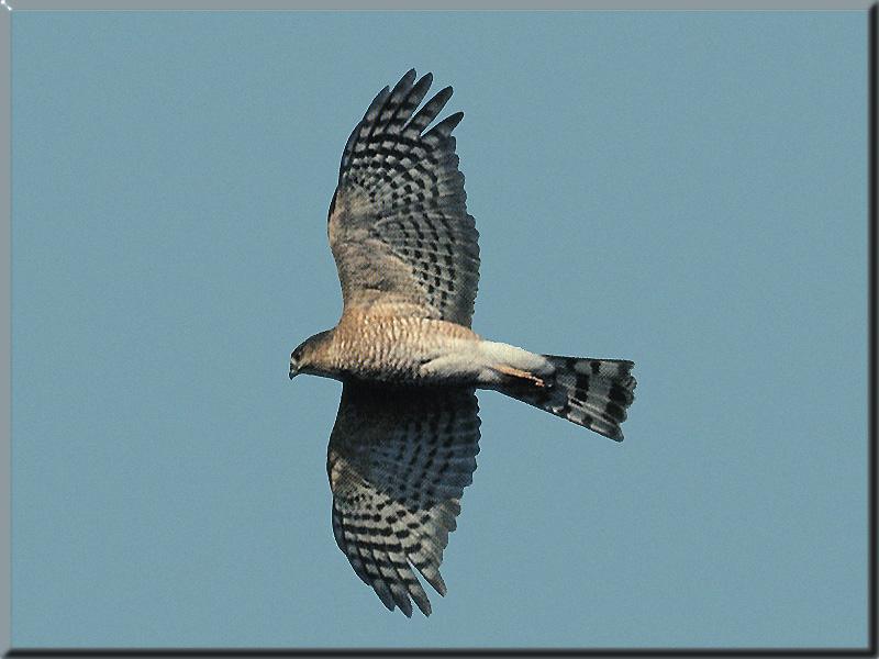 Sharp-shinned Hawk (Accipiter striatus) {!--줄무늬새매-->; DISPLAY FULL IMAGE.