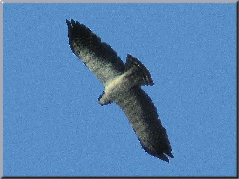 Short-tailed Hawk (Buteo brachyurus) {!--짧은꼬리말똥가리-->; DISPLAY FULL IMAGE.