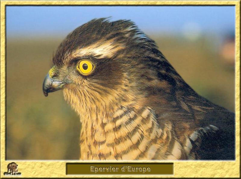 Eurasian Sparrowhawk (Accipiter nisus) {!--새매-->; DISPLAY FULL IMAGE.