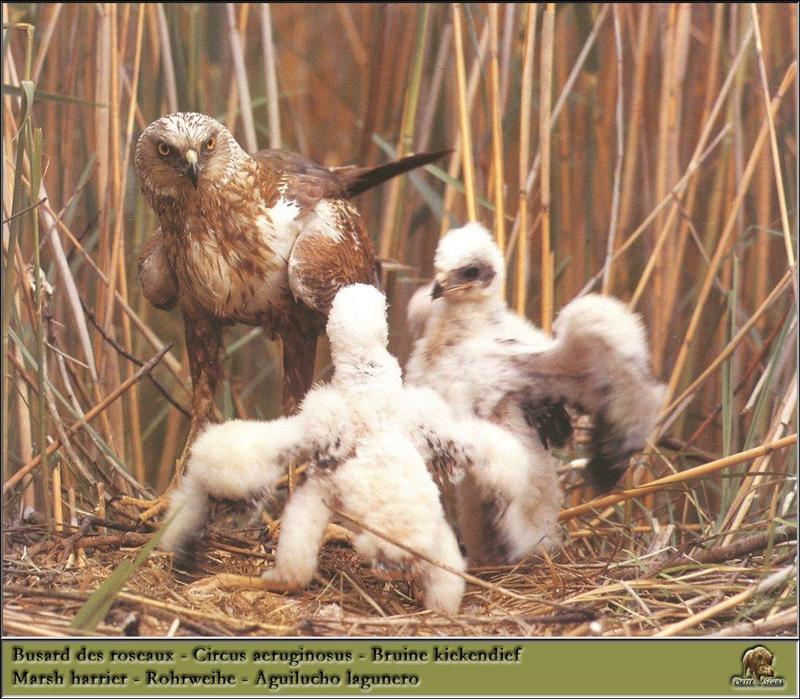 Eurasian Marsh-Harrier and chicks (Circus aeruginosus) {!--개구리매-->; DISPLAY FULL IMAGE.