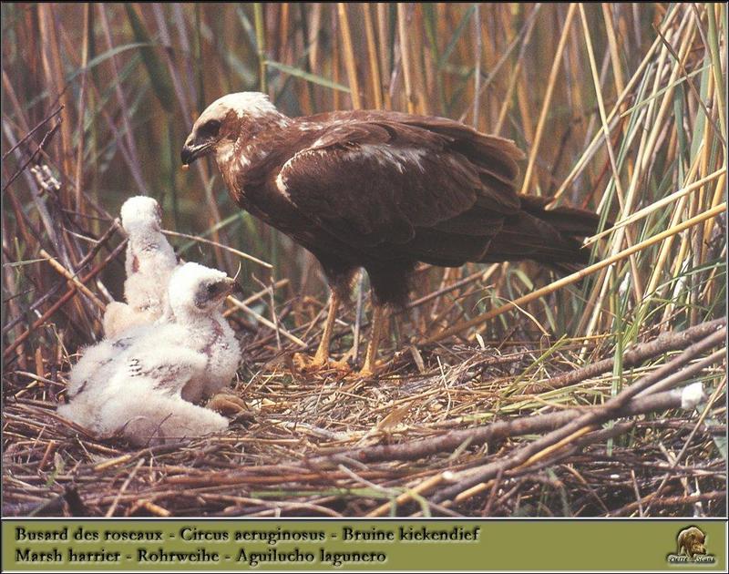 Eurasian Marsh-Harrier and chicks (Circus aeruginosus) {!--개구리매-->; DISPLAY FULL IMAGE.