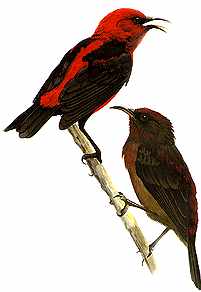 Cardinal Honeyeater (Myzomela cardinalis) {!--붉은머리꿀빨이새-->; Image ONLY