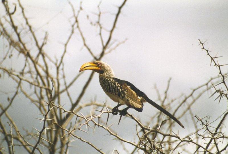 Southern Yellow-billed Hornbill (Tockus leucomelas) {!--남방노란부리코뿔새-->; DISPLAY FULL IMAGE.