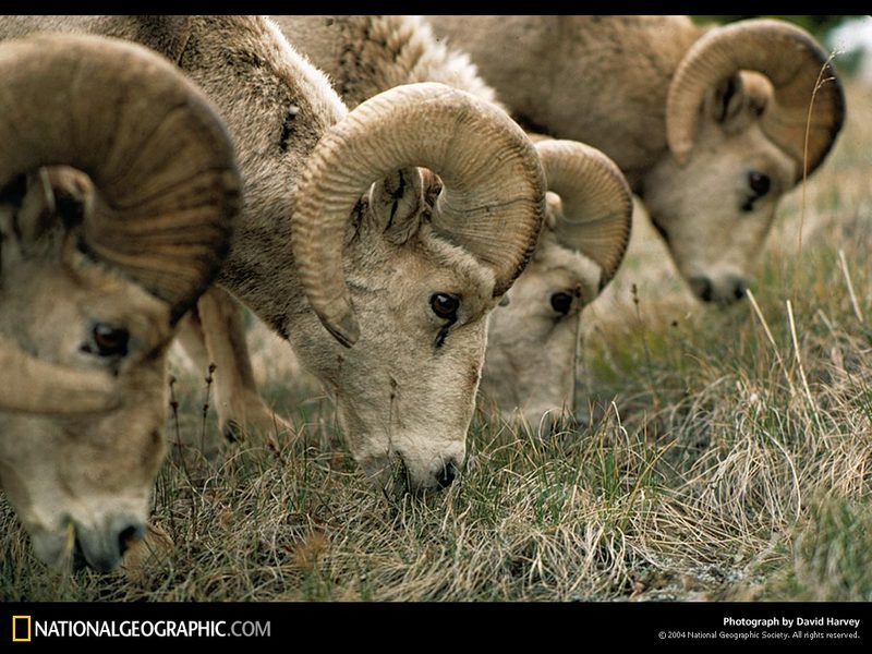 [National Geographic] Bighorn Sheep (큰뿔양); DISPLAY FULL IMAGE.