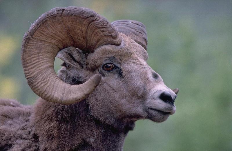 Bighorn Sheep (Ovis canadensis) {!--큰뿔양-->; DISPLAY FULL IMAGE.