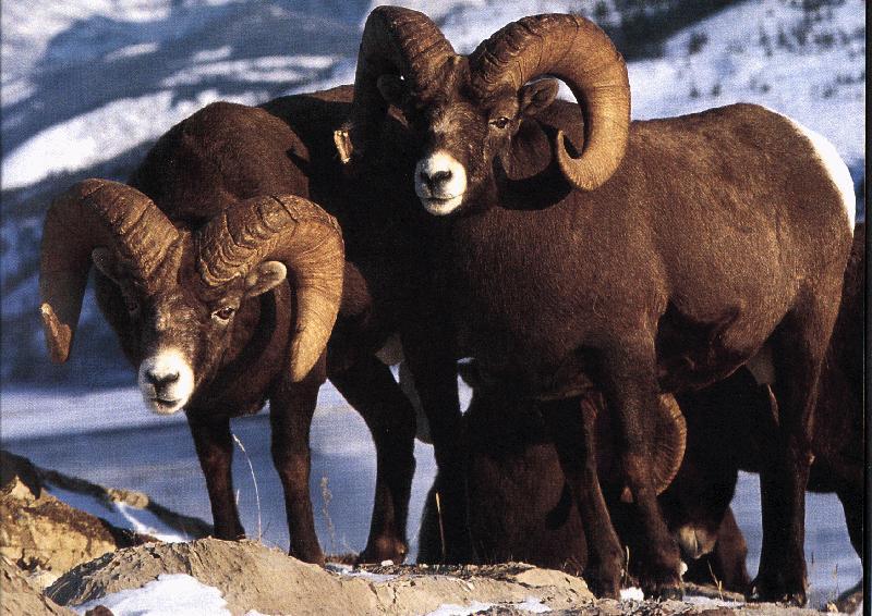 Bighorn Sheep (Ovis canadensis) {!--큰뿔양-->; DISPLAY FULL IMAGE.
